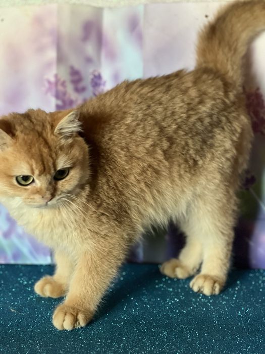 Британський котик 4 міс bri ny 11