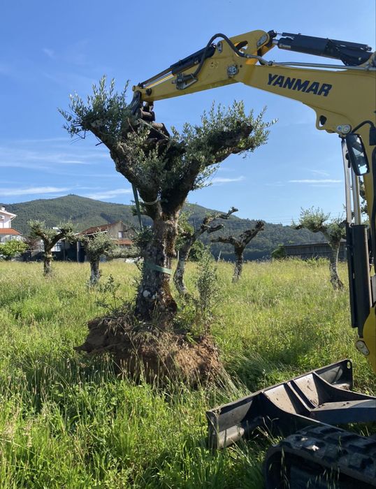 Oliveiras centenarias para jardim