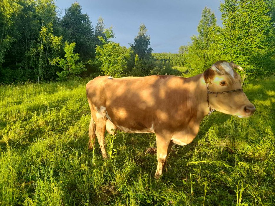 Продється корова.