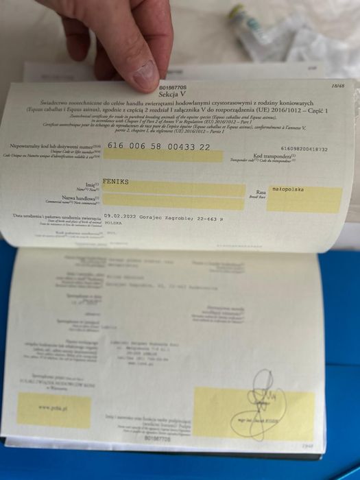 4 letni wałach małopolski