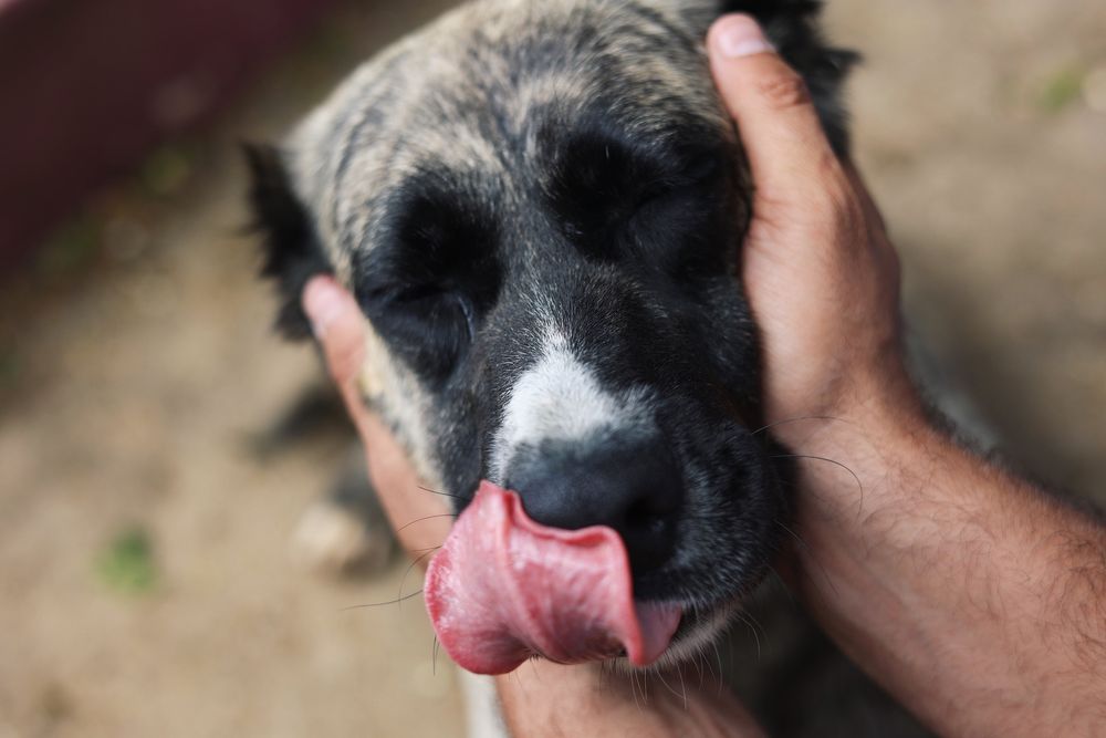 Cadela para adocao responsavel