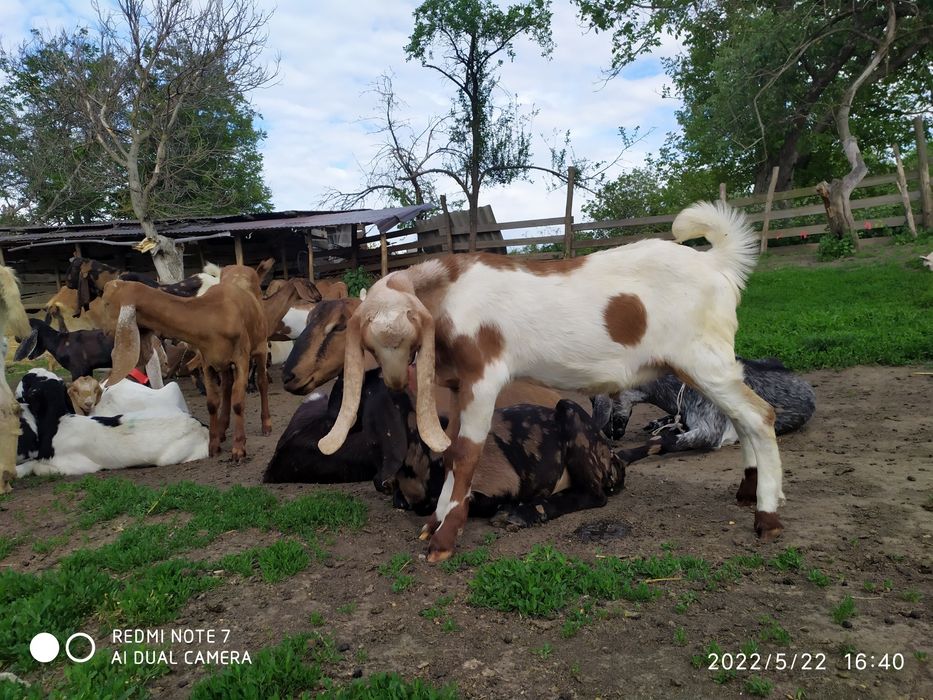 Каморі козенята віком 5-6 місяці