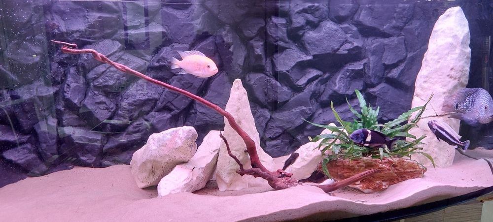 Dekoracja do akwarium - skały