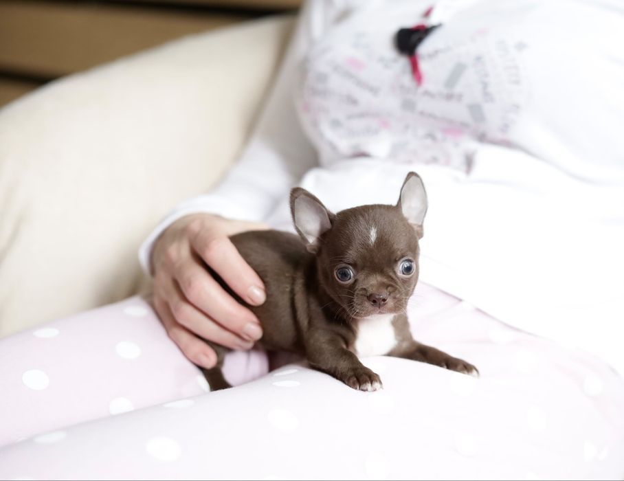 Chihuahua FCI chłopak