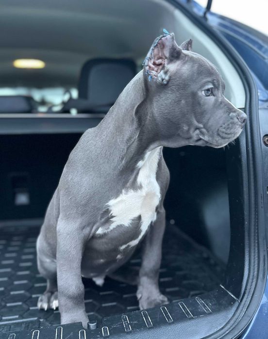 АСТ АМСТАФ щенки цуцики блакитні розплідник Харків!