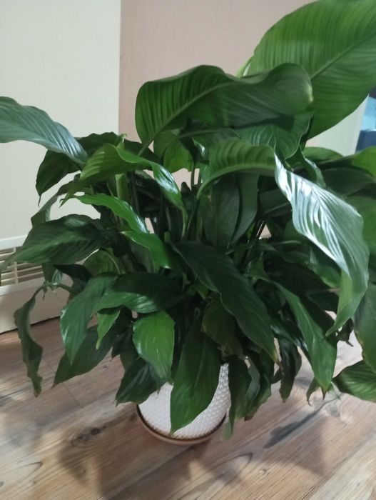 Duży skrzydłokwiat w doniczce