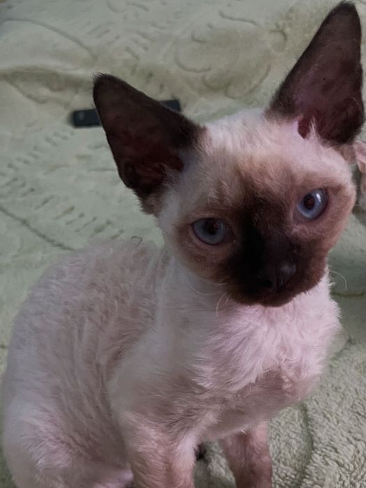 Котики девон рекс