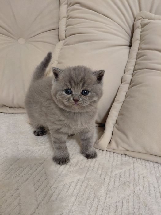 Продаються шотландські котенята