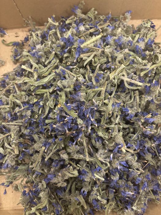 Żmijowiec suszony 50g