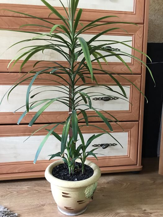 Драцена, невибаглива