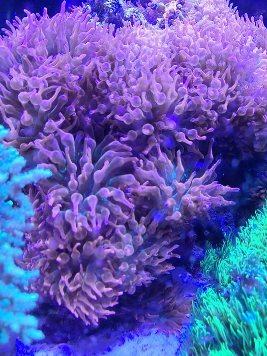 Ukwiały quardicolor 2szt