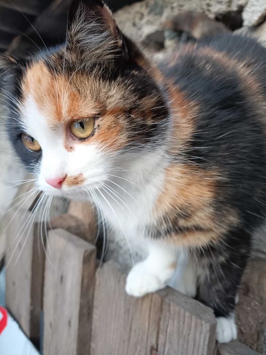 Отдам в заботливые руки ласковую кошечку Маркизу 8мес.