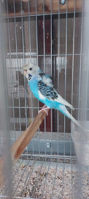 Periquitos Hagoromos