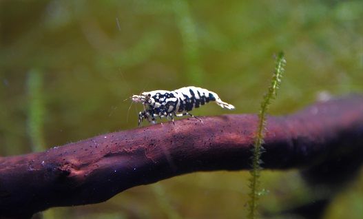 Caridina e Neocaridina PROMO