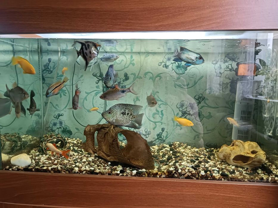Продам аквариумных рыбок