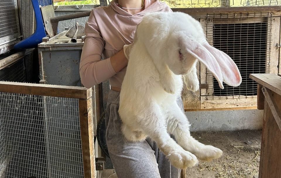 Кролі породи Фландр — Гіганти (Самці, 8 місяців, 7 кг)