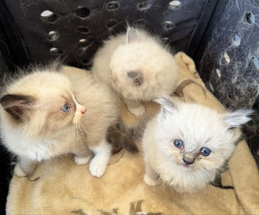 Kocur Ragdoll Blue Bicolor "Gucci" do odbioru za 3 tyg