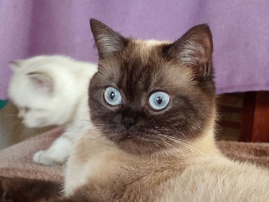 Шотландские котята,Шотландські кошенята, шотландские котята