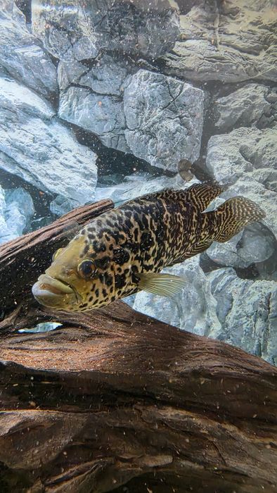 Jaguar (Parachromis Manguensis)