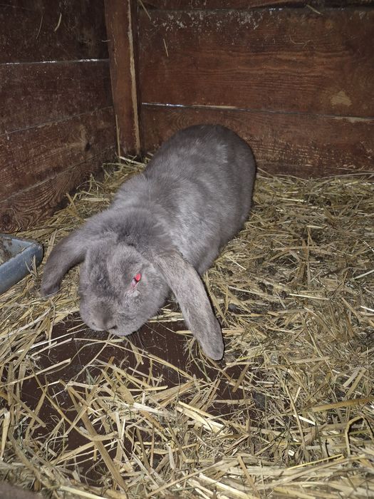 Baran francuski  Samiec