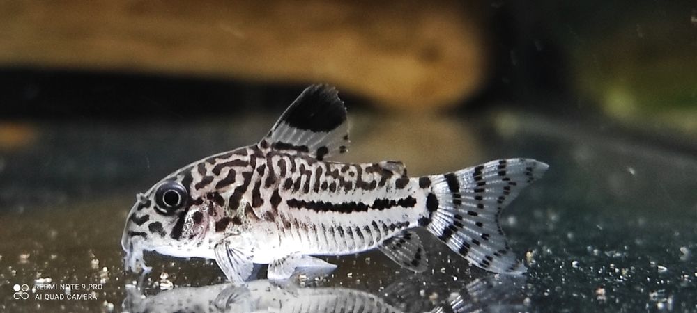 Kirys trójpręgi Juli TINA ZOO Zabrze