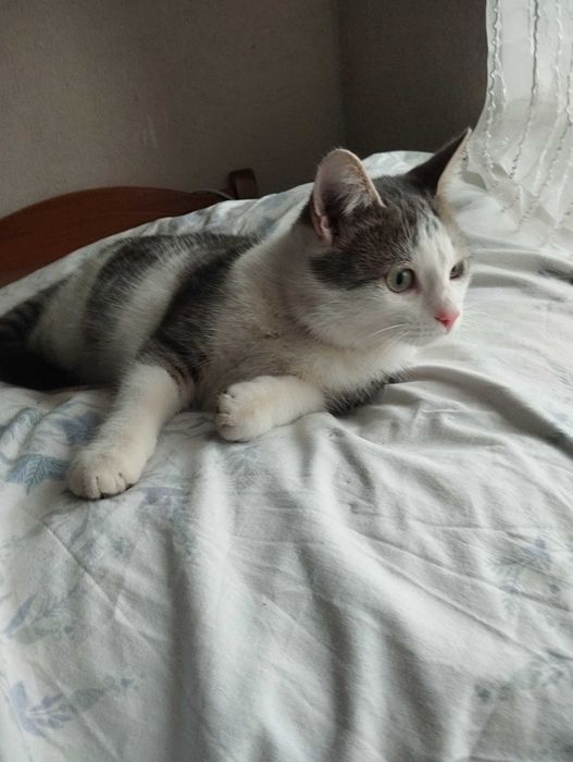 Безкоштовно котик