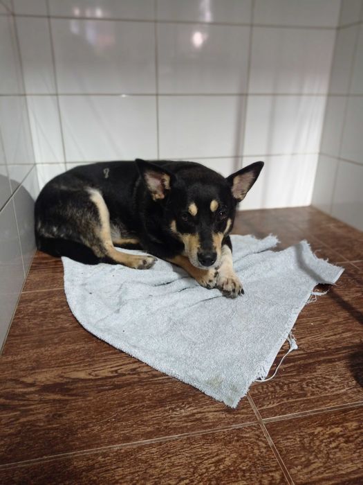 Собака в любящие руки