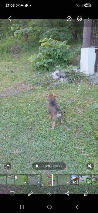 Pieski za darmo do oddania