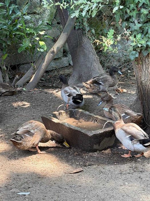 Casais de patos KAKHI CAMPBELL
