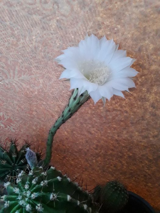 .Цветы  Кактусы Суккуленты от 5 грн.