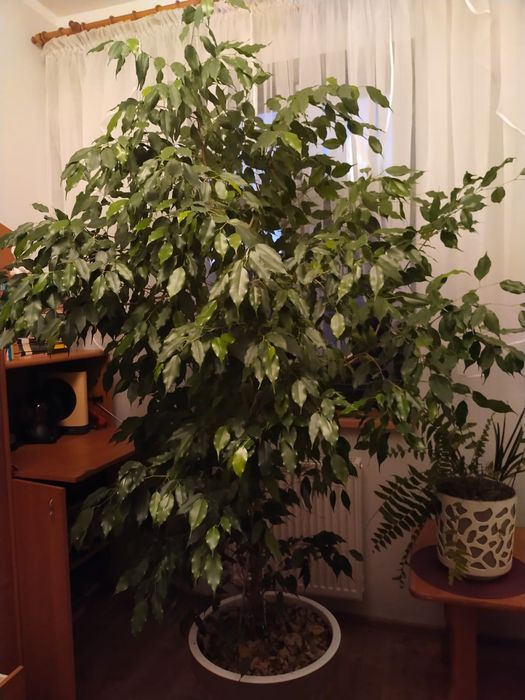 Figowiec Benjamina. Benjamin