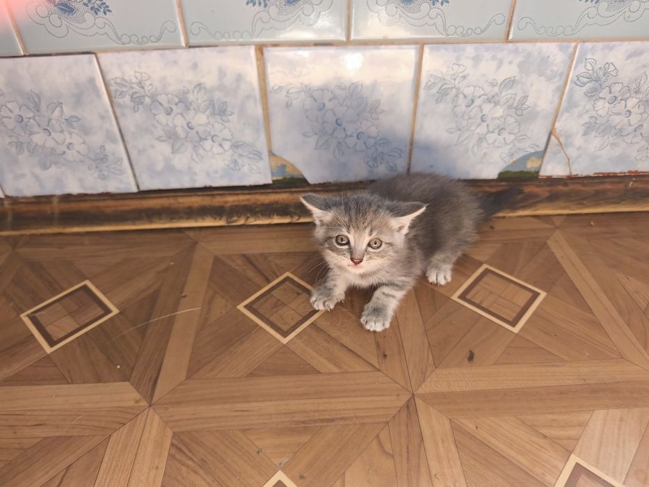 Котята, 1 місяць і неділя