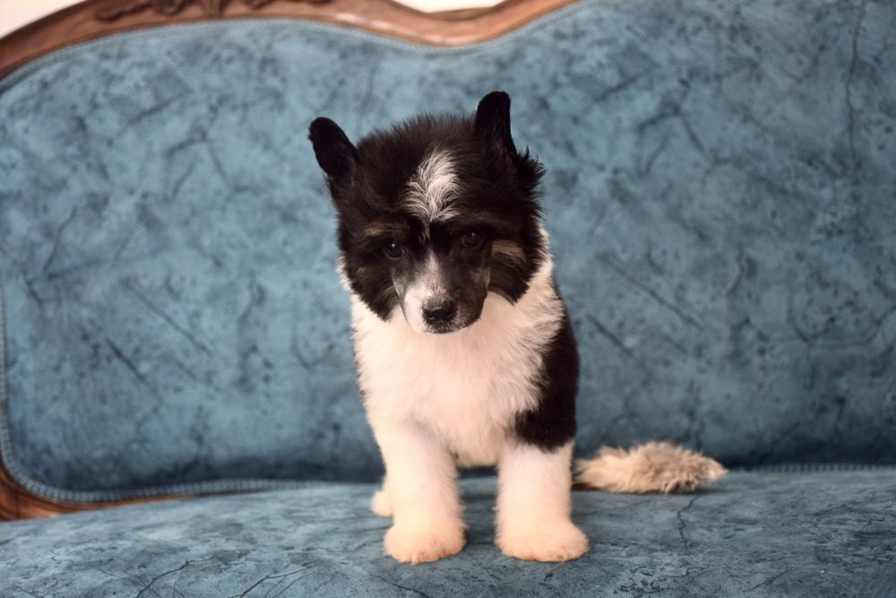 Chinese Crested Dog - Variedade com pelo