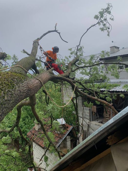 Видалення|Зріз дерев|Кронування дерев|Чистка сосен|Корчування пнів