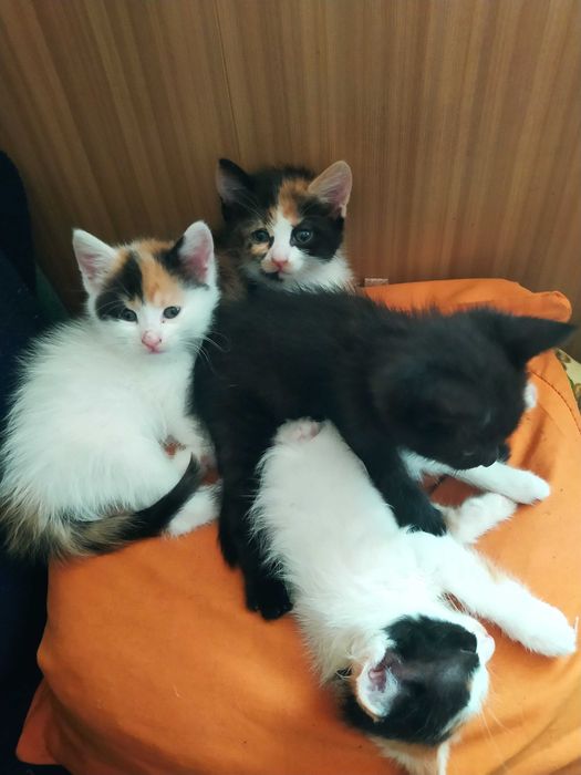 Віддам кошенят безкоштовно