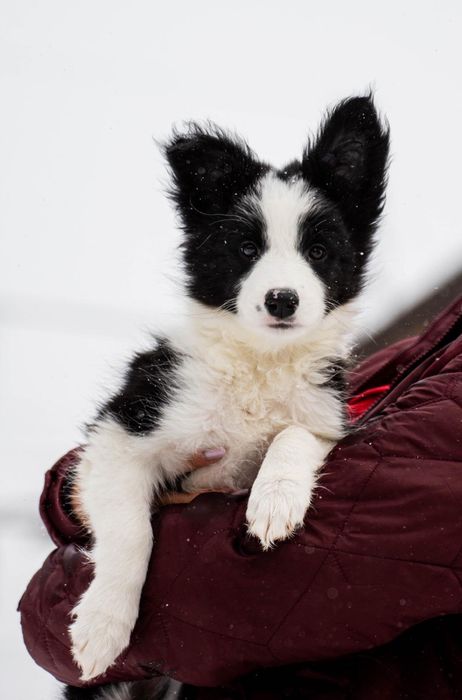 Border collie zkwp