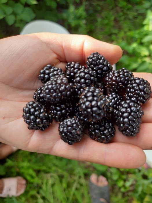 Продам саджанці ожини