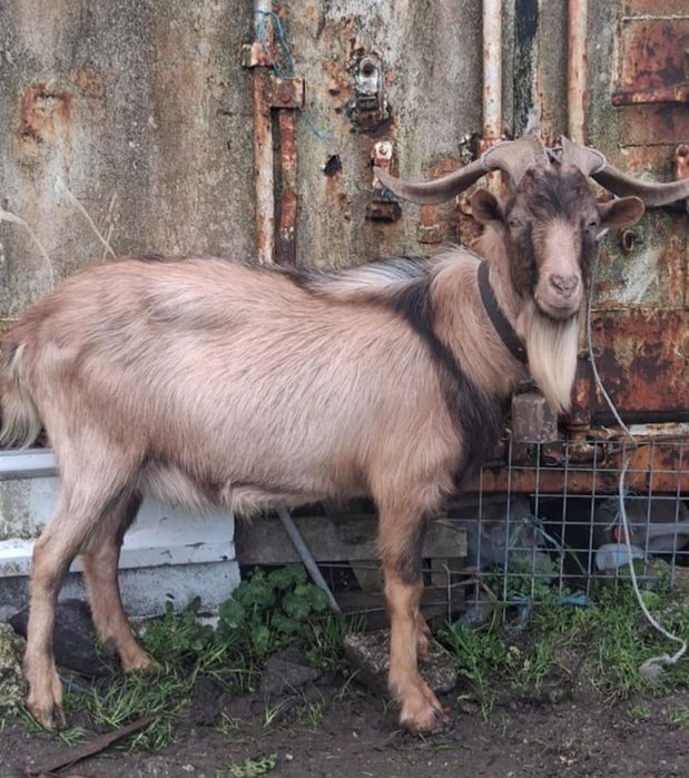 Cabrito raça alpino e serrano
