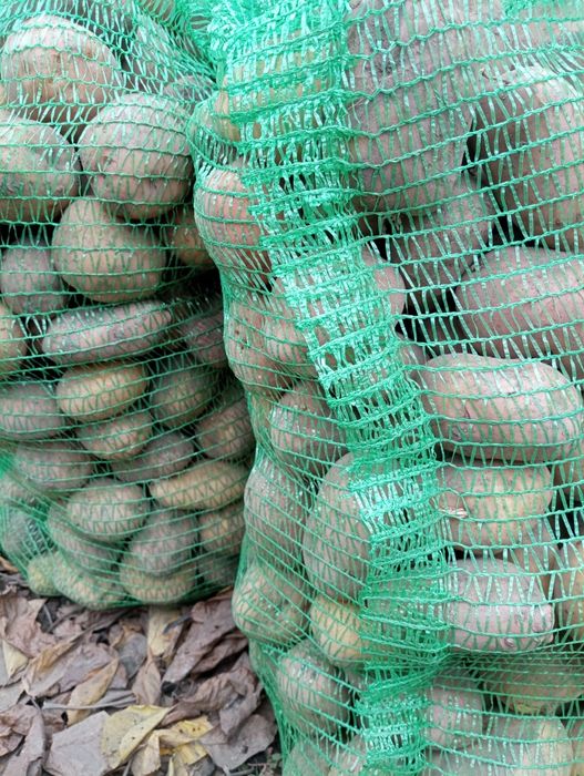 Продам їстівну картоплю, сорти різні 12 грн кг