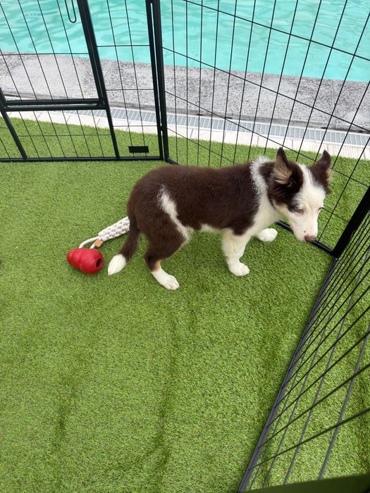 Border collie chocolate
