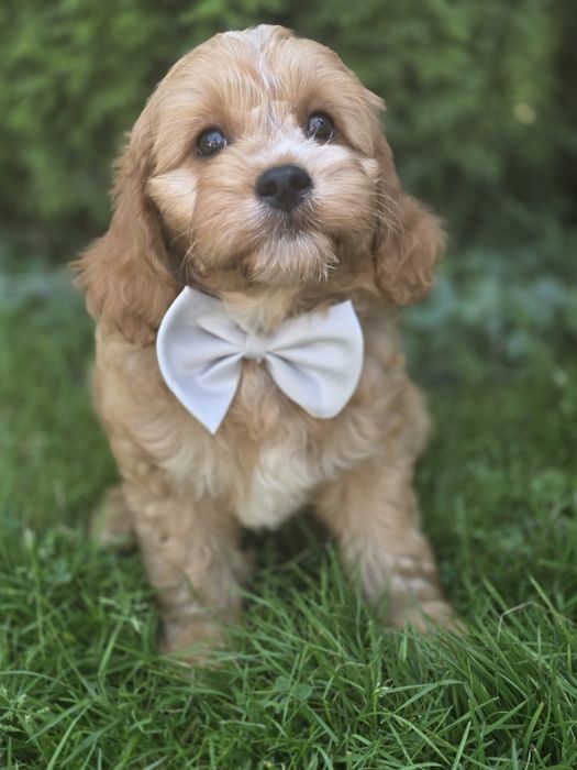 Cavapoo f1 piesek szczeniak z metryką dwumiesięczny