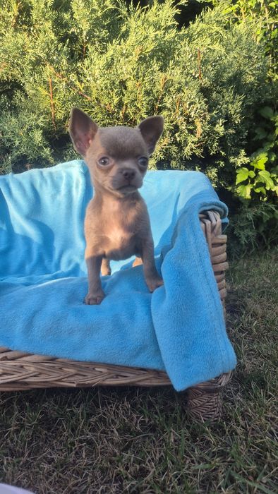Chuhuahua suczka