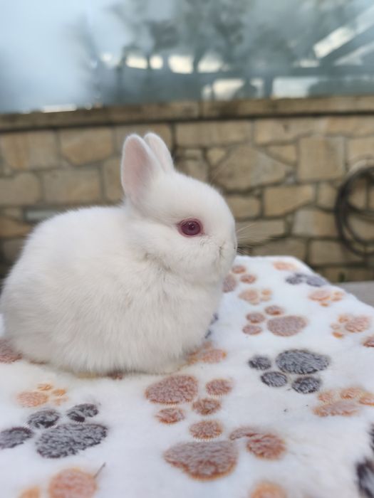 Coelho anão holandês (Netherland Dwarf)