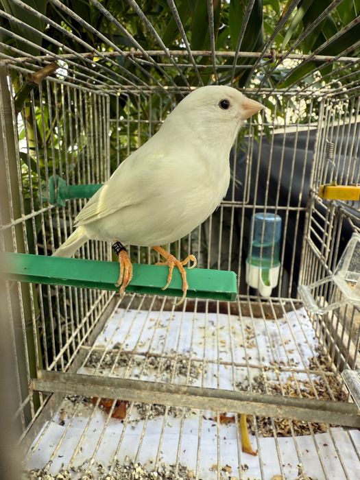 Troco Canário Branco Galador por Pintassilgo Galador