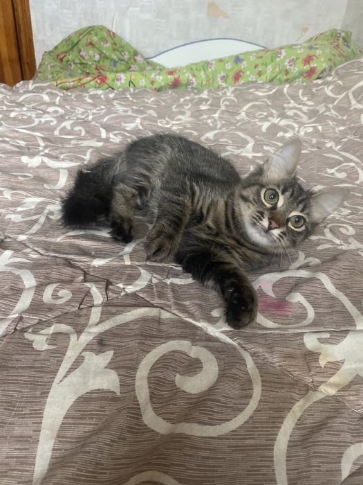 Самая классная мейн - кун