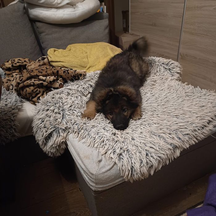 Szczeniak w typie Owczarek Niemiecki ,szuka domu.