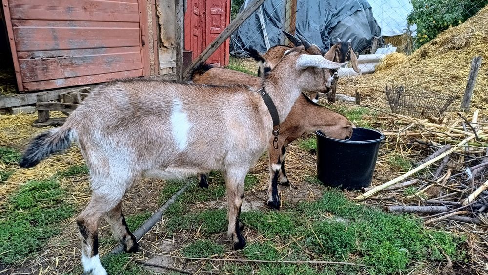 Продам козочку Нубійко-ламанча