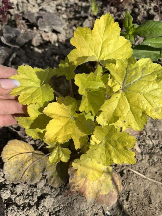 Гейхери .Гейхера