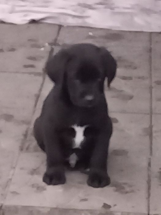 Цуценята лабрадори