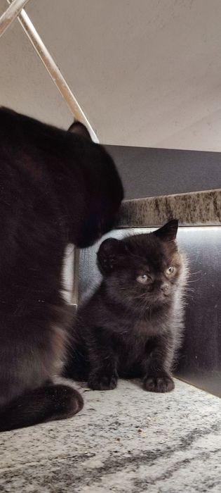 Kocurek brytyjski czarny